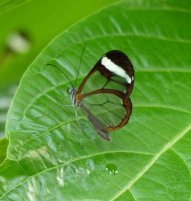 papillon transparent !