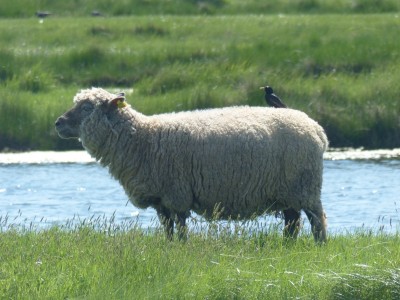 les moutons du marais salant